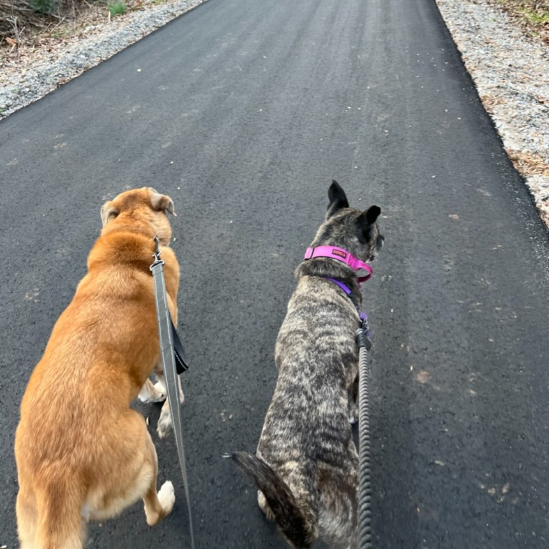 dogs walking on trail